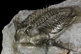 Tower-Eyed, Erbenochile Trilobite From Ou Driss - Top Quality! #130645-3